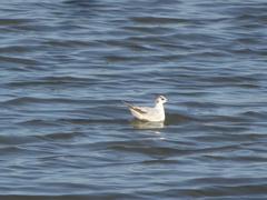 Hydrocoloeus minutus