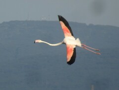 Phoenicopterus roseus