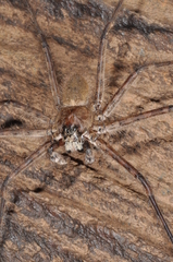 Trechalea bucculenta