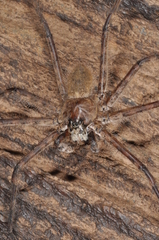 Trechalea bucculenta