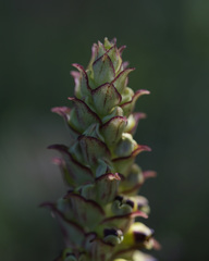 Pterygodium ingeanum