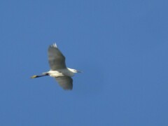 Egretta garzetta