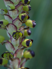 Pterygodium ingeanum
