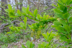 Berberis amurensis