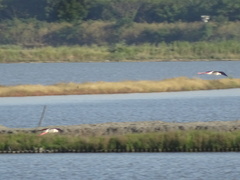 Himantopus himantopus