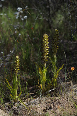 Pterygodium ingeanum