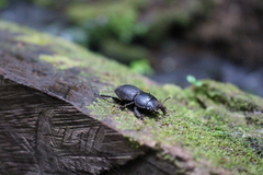 Apterodorcus bacchus