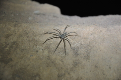 Trechalea bucculenta