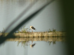 Himantopus himantopus