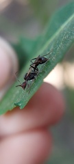 Pogonomyrmex mayri
