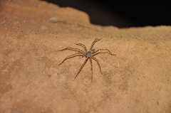 Trechalea bucculenta