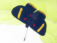Melanis electron