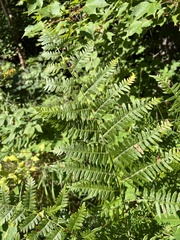 Pteridium aquilinum latiusculum