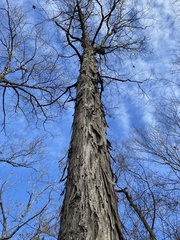 Carya carolinae-septentrionalis