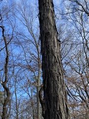 Carya carolinae-septentrionalis