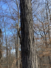 Carya carolinae-septentrionalis