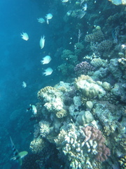 Amblyglyphidodon indicus