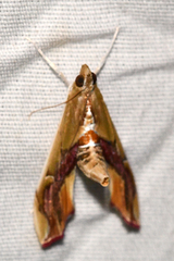 Agathodes designalis