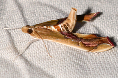 Agathodes designalis