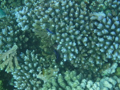 Larabicus quadrilineatus