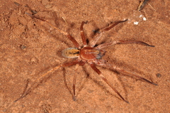 Isoctenus coxalis