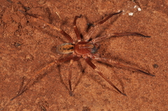 Isoctenus coxalis