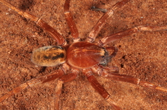 Isoctenus coxalis