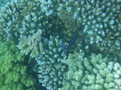 Larabicus quadrilineatus