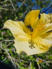 Mausoleopsis amabilis