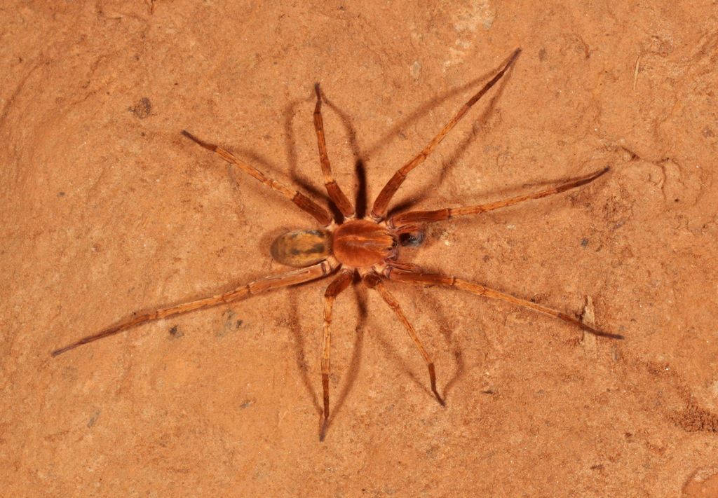 Isoctenus coxalis