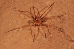 Isoctenus coxalis