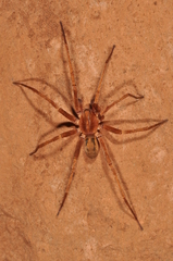Isoctenus coxalis