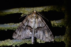 Pseudocoremia suavis