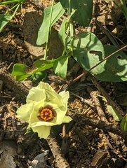 Cienfuegosia