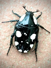 Mausoleopsis amabilis