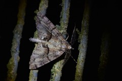 Pseudocoremia suavis