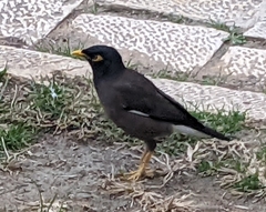 Acridotheres tristis