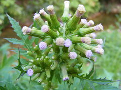 Erechtites valerianifolius