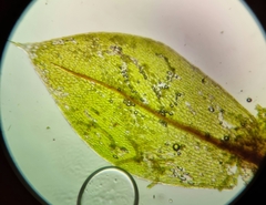 Ptychostomum moravicum