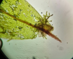 Ptychostomum moravicum