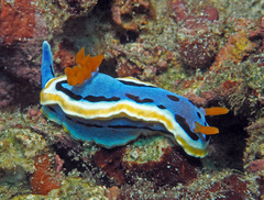 Chromodoris annae