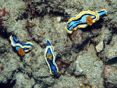 Chromodoris annae