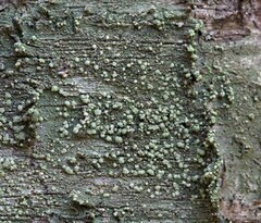 Lecanora layana