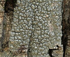 Pertusaria propinqua