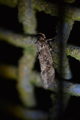 Atomotricha isogama