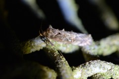 Atomotricha isogama