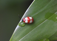 Oedionychina