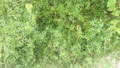 Stylosanthes biflora