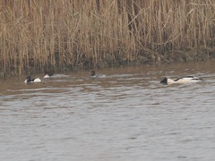 Mergus merganser