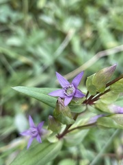 Gentianella amarella